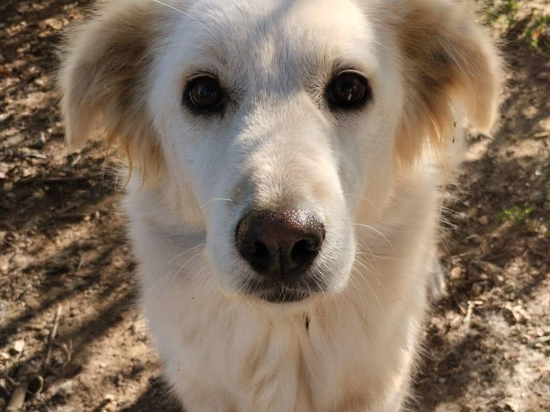 Adozione cane, femmina, Razza sconosciuta Razza sconosciuta, 5 anni, taglia media, Vibo