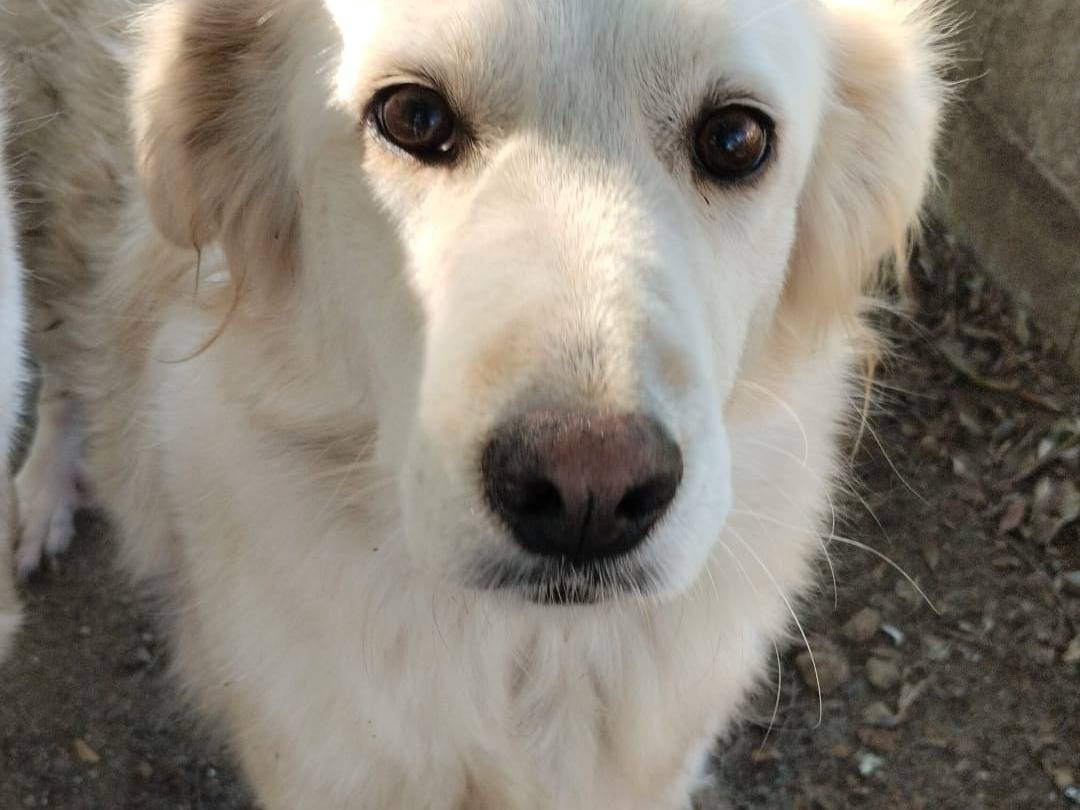 Adotta un cane, femmina, 5 anni, Vibo