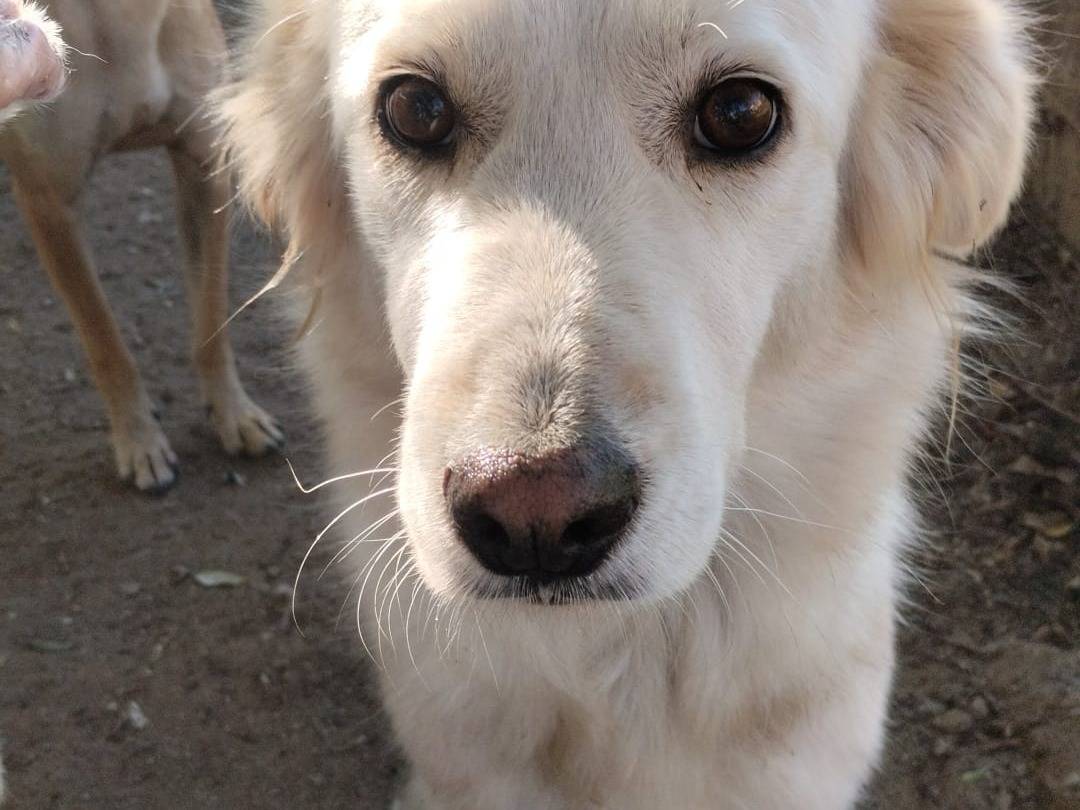 Adotta un cane, taglia media, femmina, Vibo