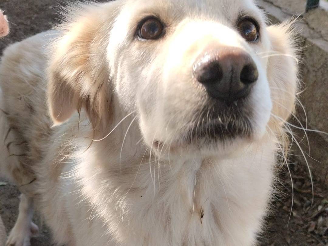 Vuoi adottare un cane a Vibo?