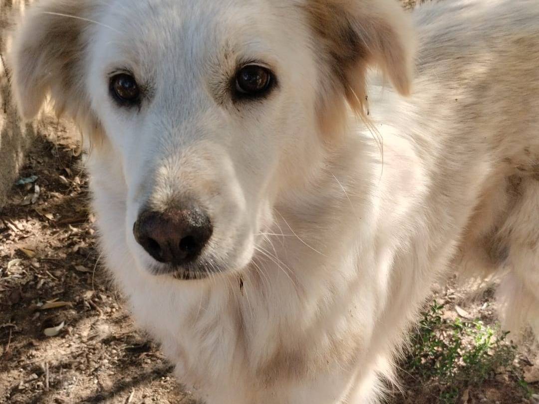 Adotta il cane SVEVA a Vibo