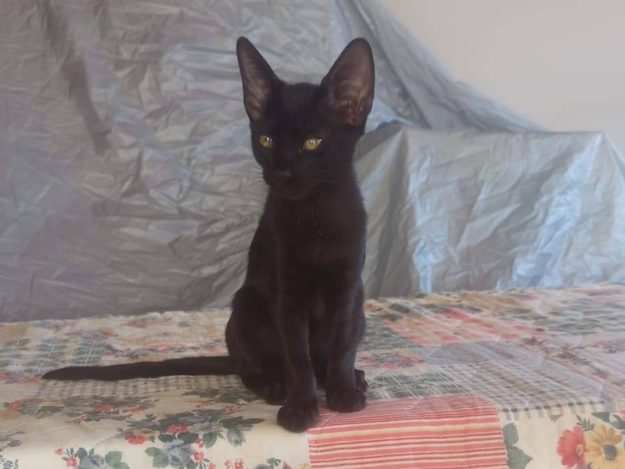 Adozione gatto, femmina, Razza sconosciuta Razza sconosciuta, 3 mesi, taglia non valida, Teramo