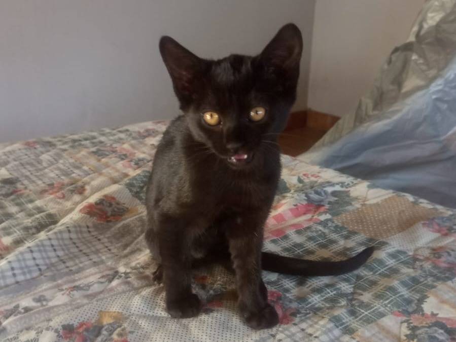 Adozione gatto, femmina, Razza sconosciuta Razza sconosciuta, 3 mesi, taglia non valida, Teramo