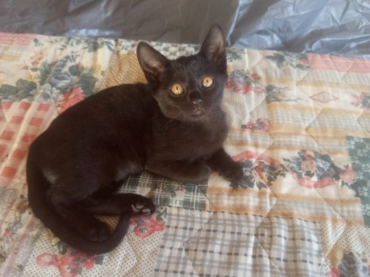 Adozione gatto, femmina, Razza sconosciuta Razza sconosciuta, 3 mesi, taglia non valida, Teramo