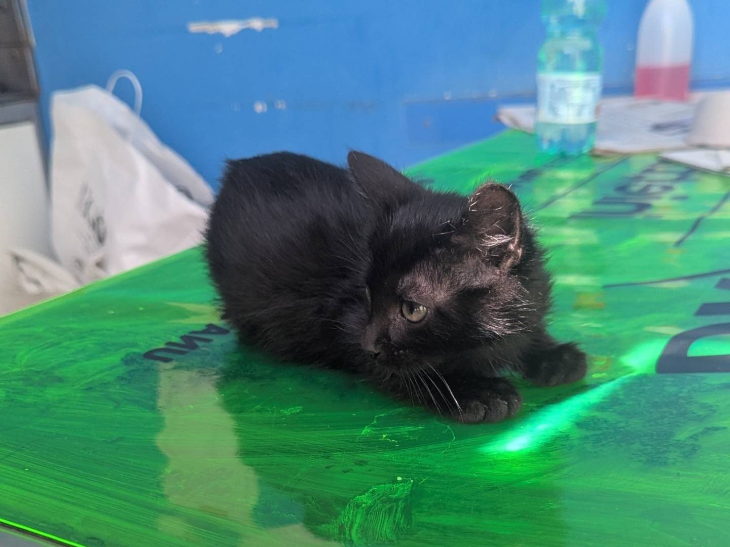 Adozione gatto, femmina, Razza sconosciuta Razza sconosciuta, 2 mesi, taglia non valida, Teramo