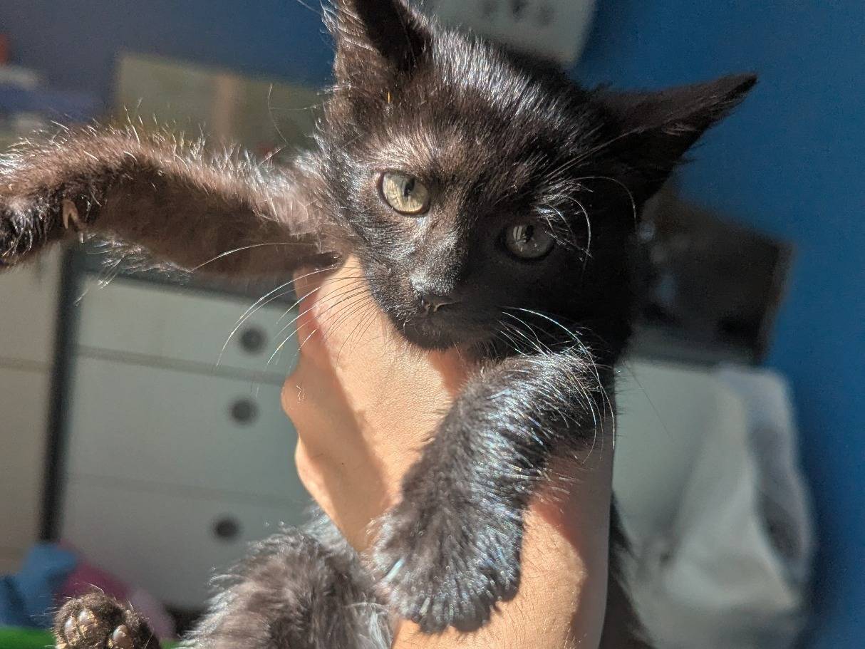 Adotta un gatto, femmina, 2 mesi, Teramo
