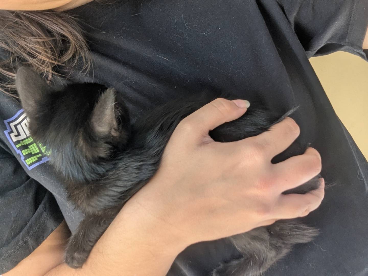 Adotta un gatto, taglia non valida, femmina, Teramo