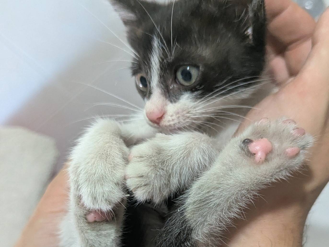Adotta un gatto, femmina, 2 mesi, Teramo