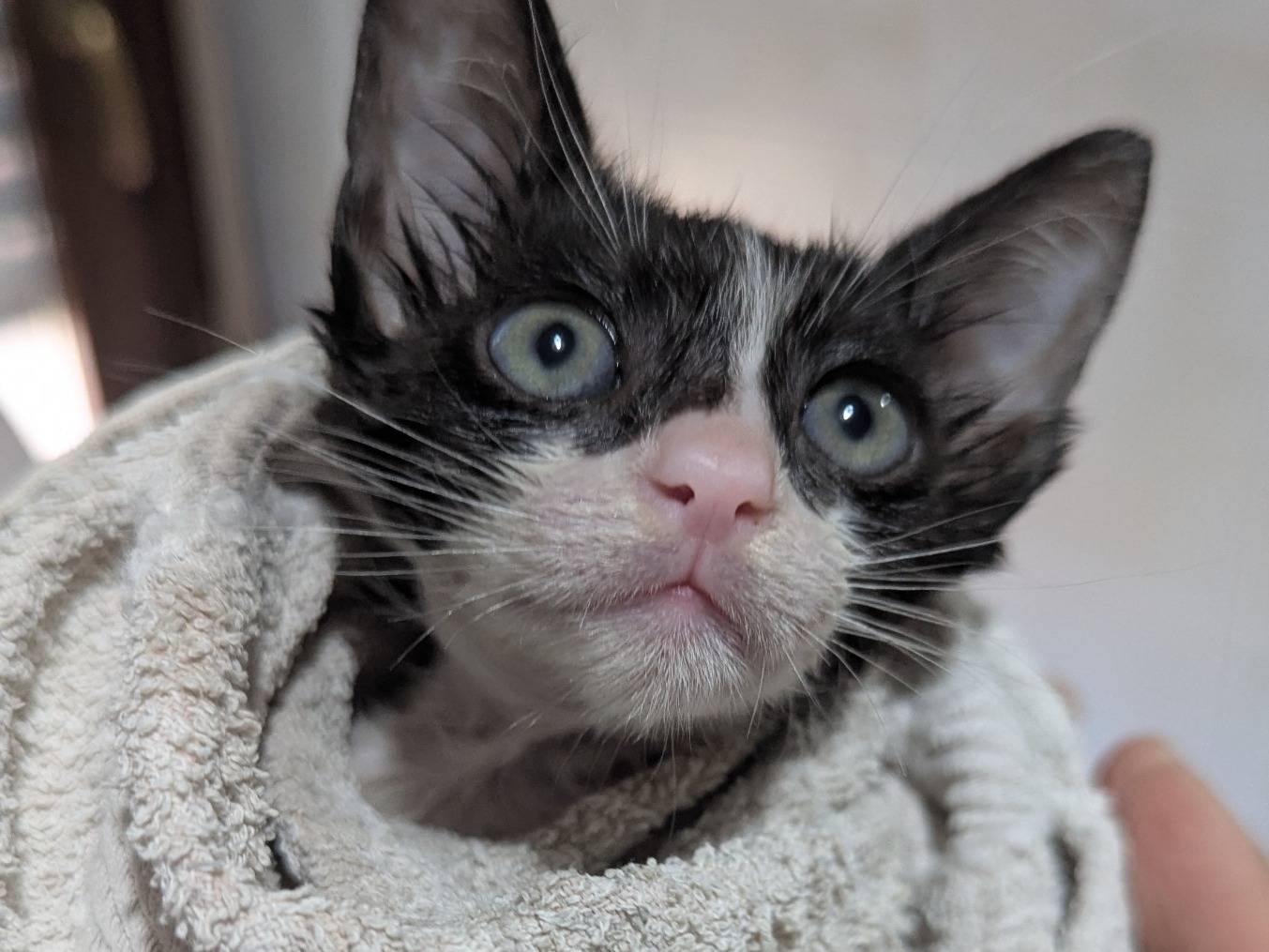 Adotta un gatto, taglia non valida, femmina, Teramo