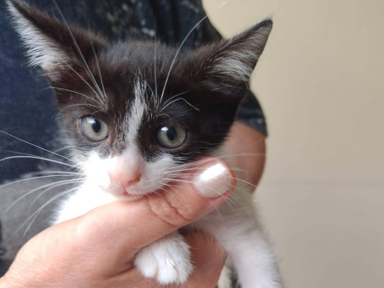 Adozione gatto, femmina, Razza sconosciuta Razza sconosciuta, 2 mesi, taglia non valida, Teramo