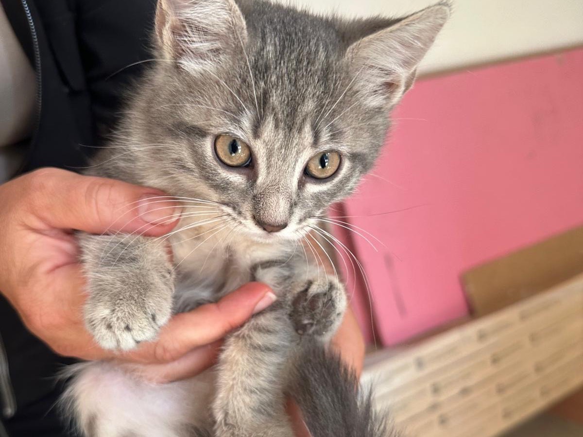 Adotta un gatto, maschio, 3 mesi, Perugia