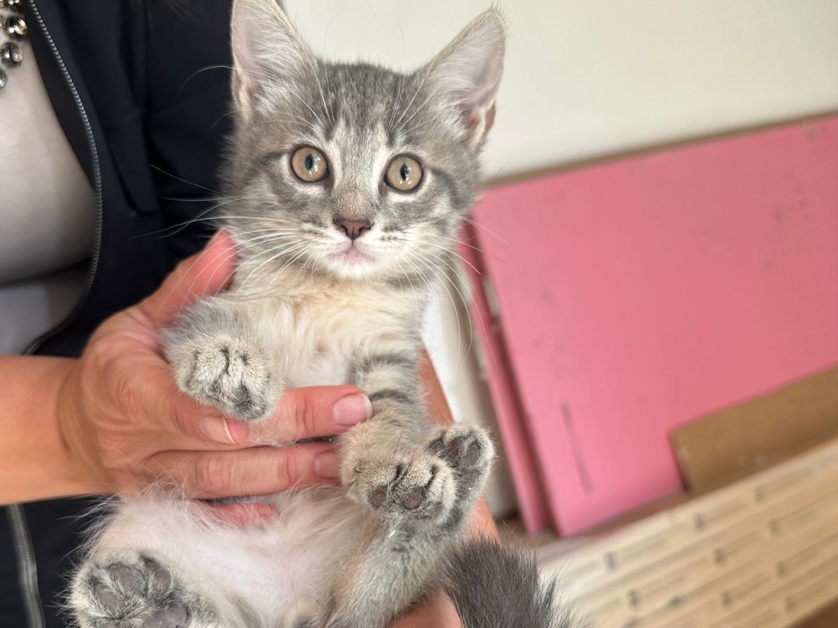 Adozione gatto, maschio, Razza sconosciuta Razza sconosciuta, 3 mesi, taglia non valida, Perugia