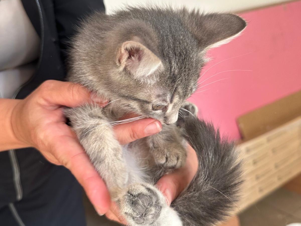 Adotta un gatto, taglia non valida, maschio, Perugia