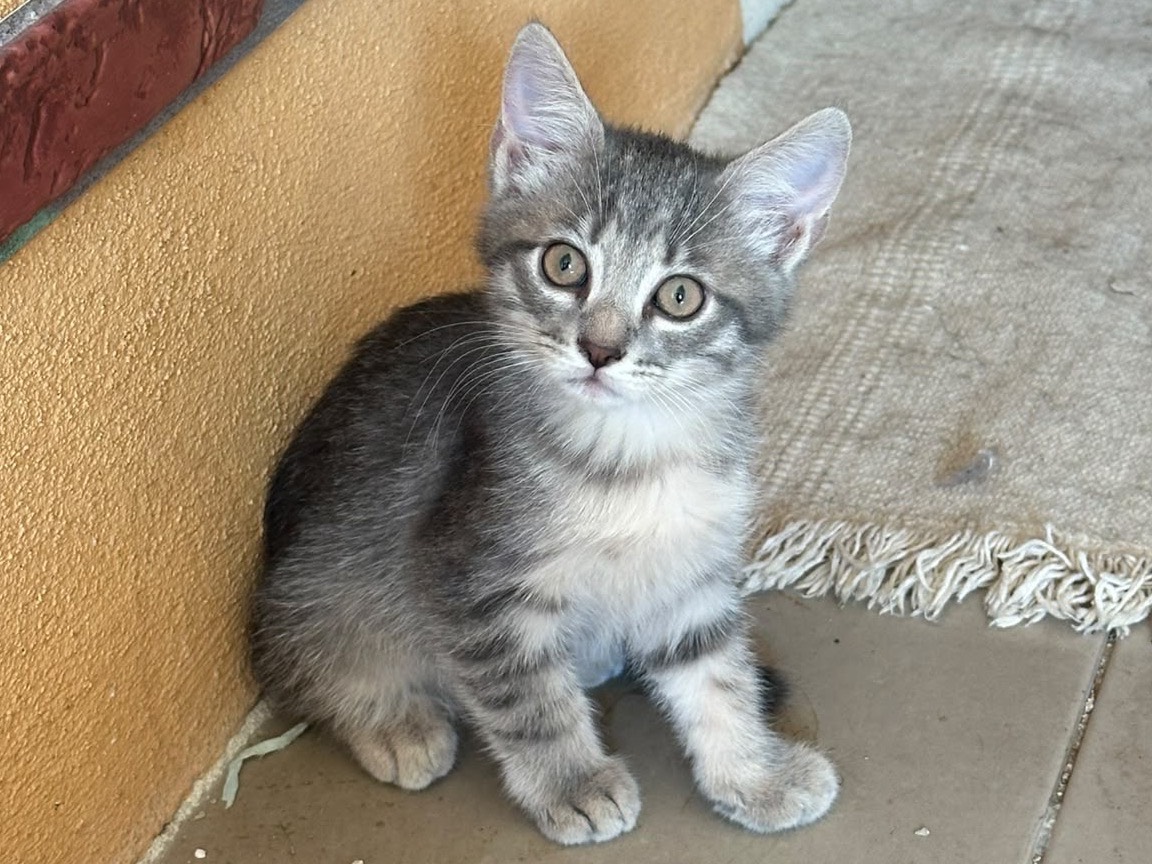Adozione gatto, femmina, Razza sconosciuta Razza sconosciuta, 3 mesi, taglia non valida, Perugia