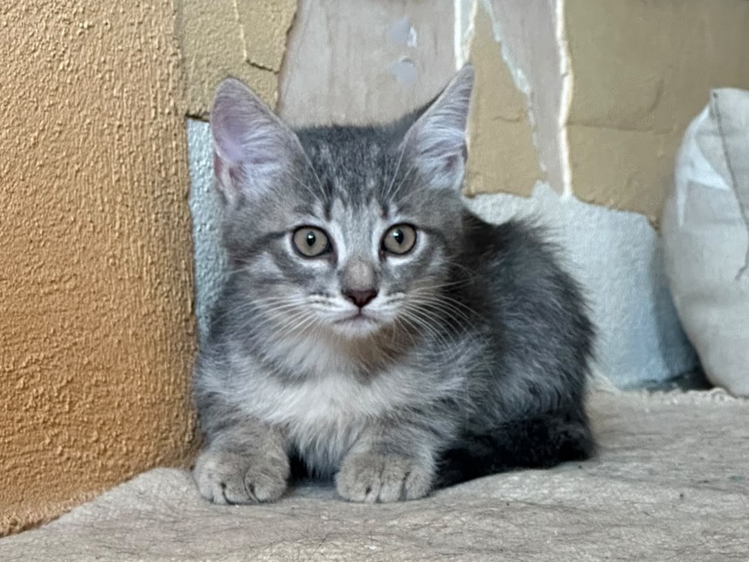 Adotta un gatto, femmina, 3 mesi, Perugia