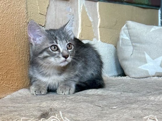 Adotta un gatto, taglia non valida, femmina, Perugia