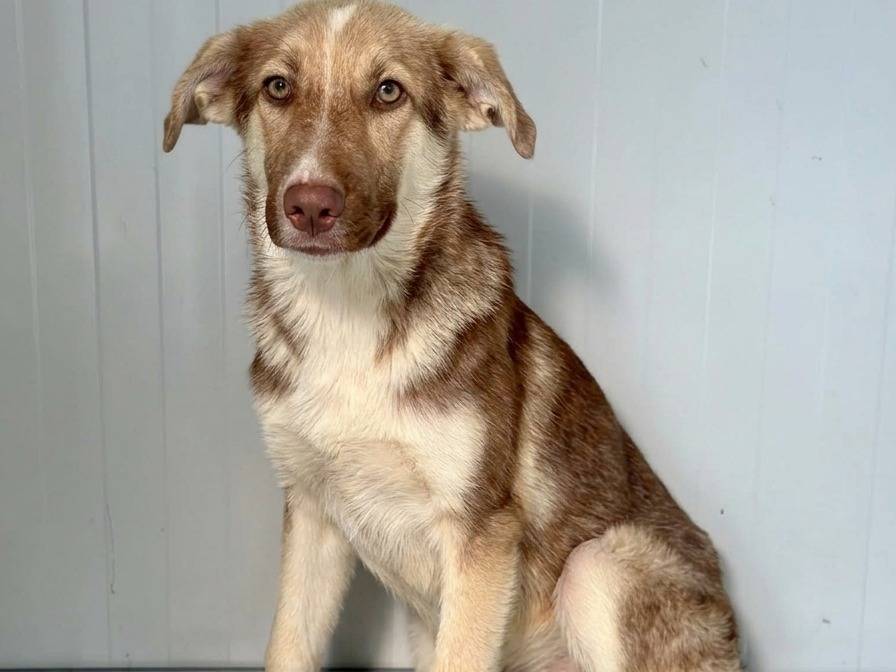 Adotta un cane, femmina, 7 mesi, Napoli