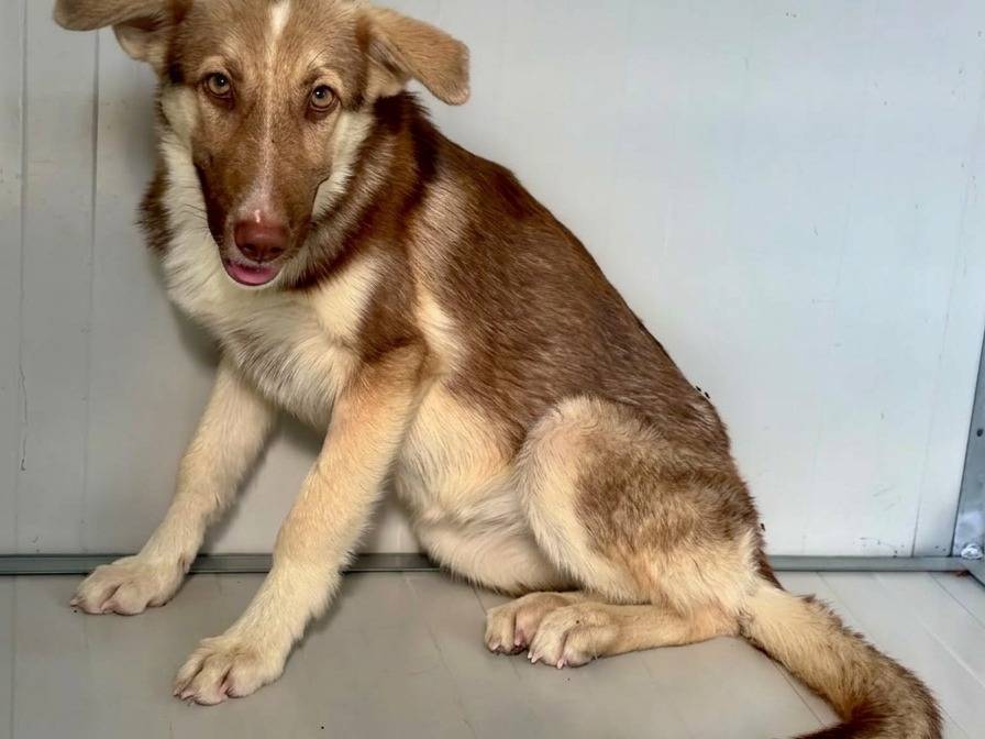 Adotta un cane, taglia piccola, femmina, Napoli