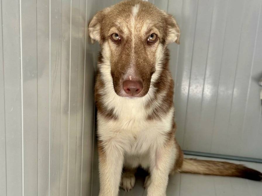 Vuoi adottare un cane a Napoli?