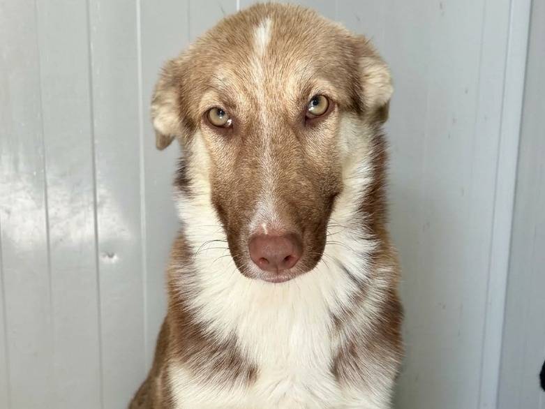 Adotta il cane Cannella a Napoli