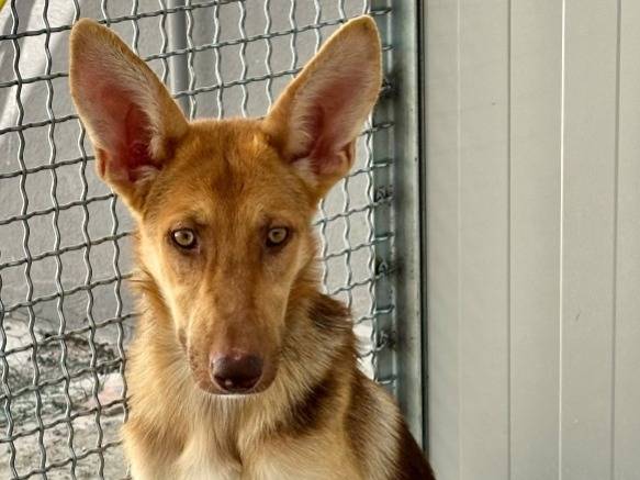 Adozione cane, femmina, Pastore Belga Malinois Razza sconosciuta, 7 mesi, taglia piccola, Napoli