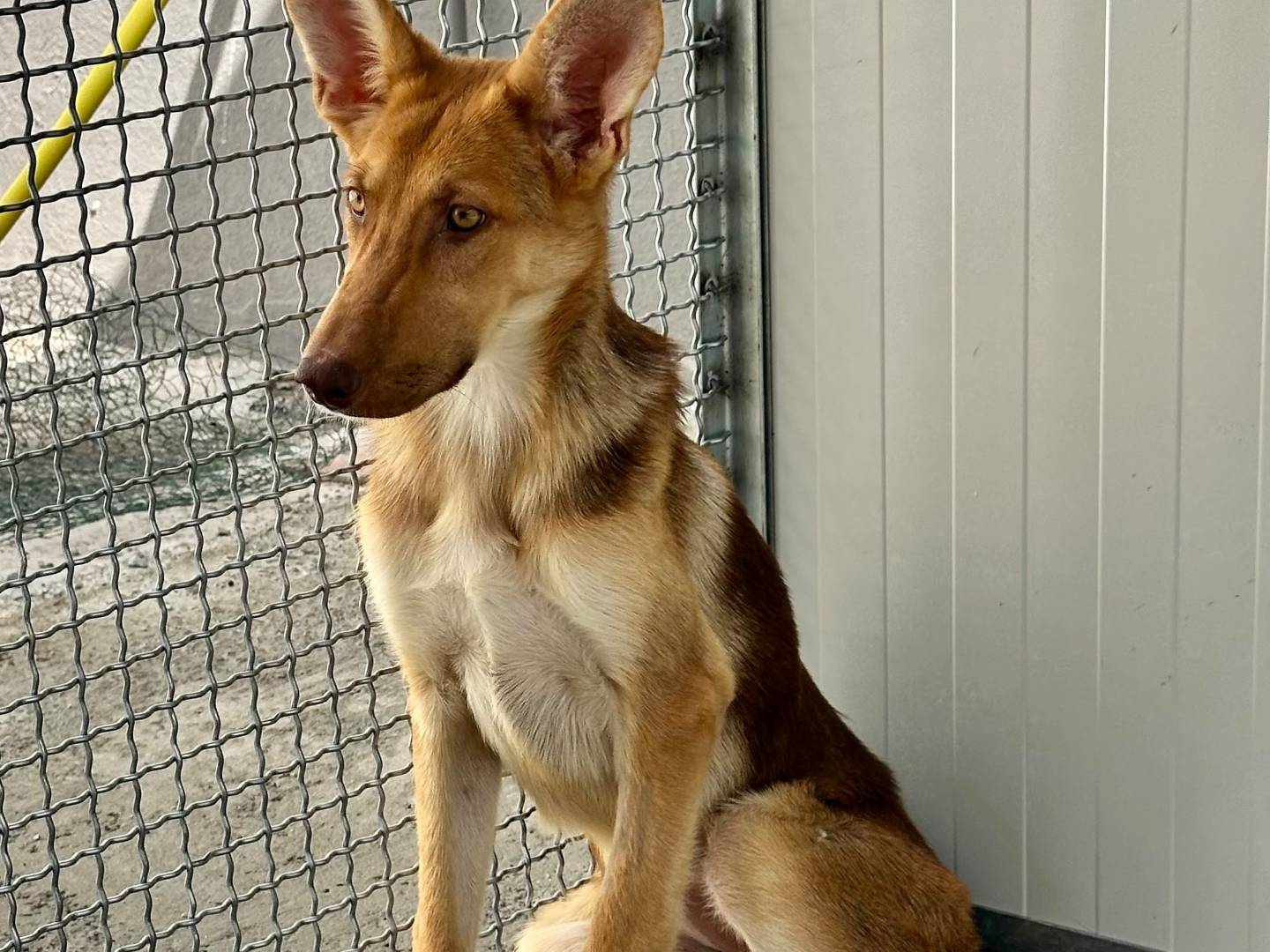 Adotta un cane, femmina, 7 mesi, Napoli