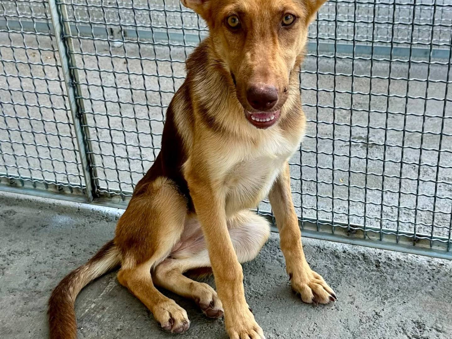 Adotta un cane, taglia piccola, femmina, Napoli