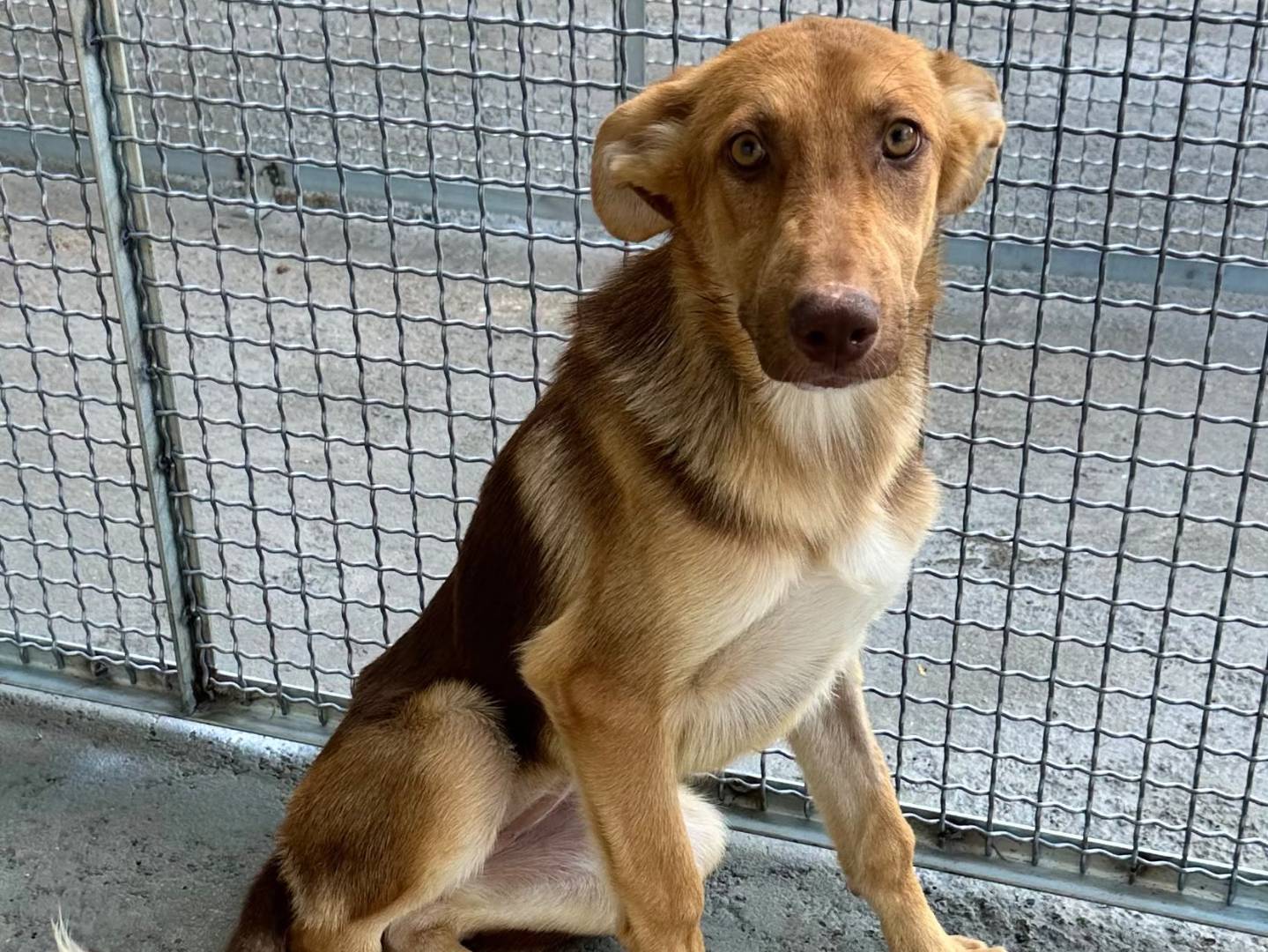 Vuoi adottare un cane a Napoli?