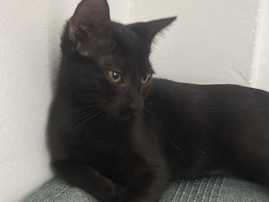 Adozione gatto, maschio, Razza sconosciuta Razza sconosciuta, 3 mesi, taglia non valida, Palermo