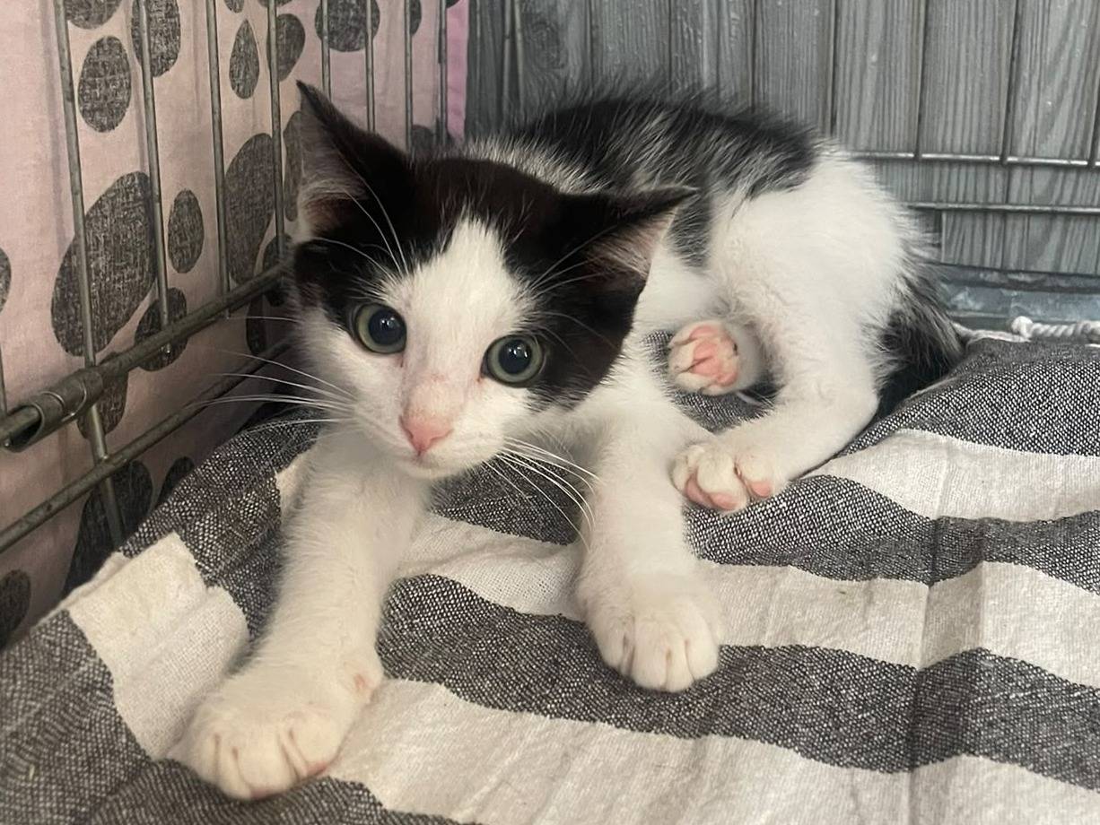 Adotta un gatto, taglia non valida, maschio, Brescia