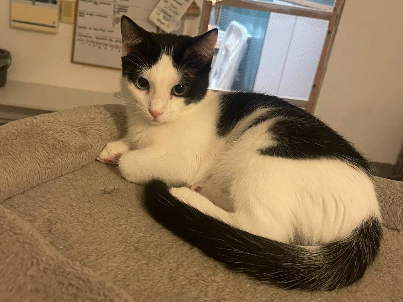 Adozione gatto, maschio, Razza sconosciuta Razza sconosciuta, 5 mesi, taglia non valida, Brescia