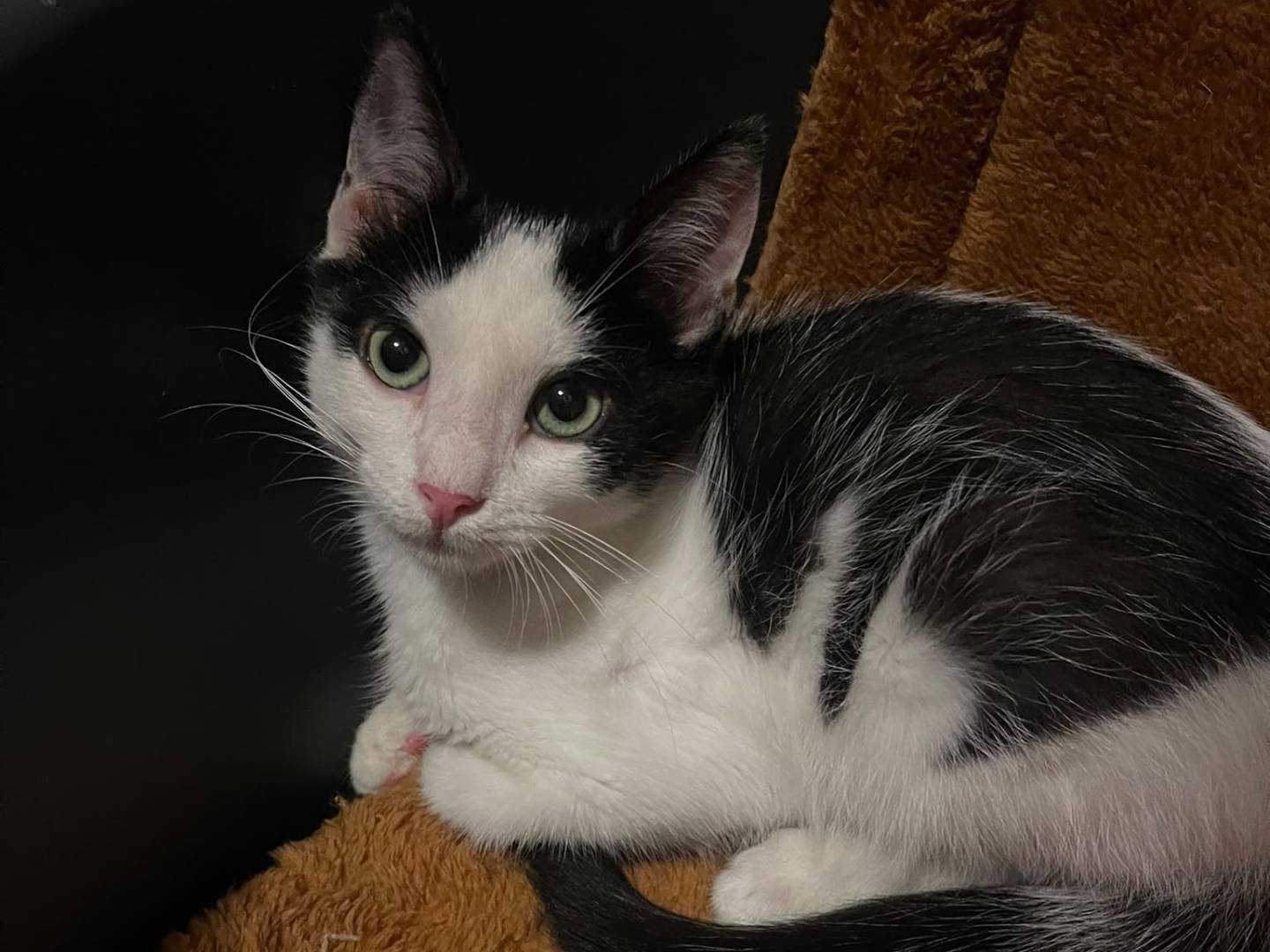 Vuoi adottare un gatto a Brescia?