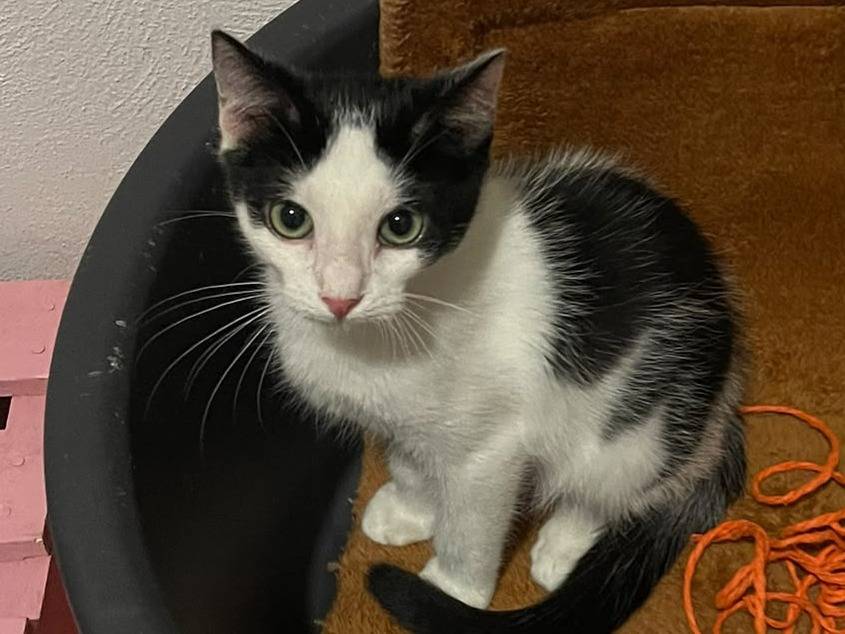 Adotta un gatto, maschio, 5 mesi, Brescia