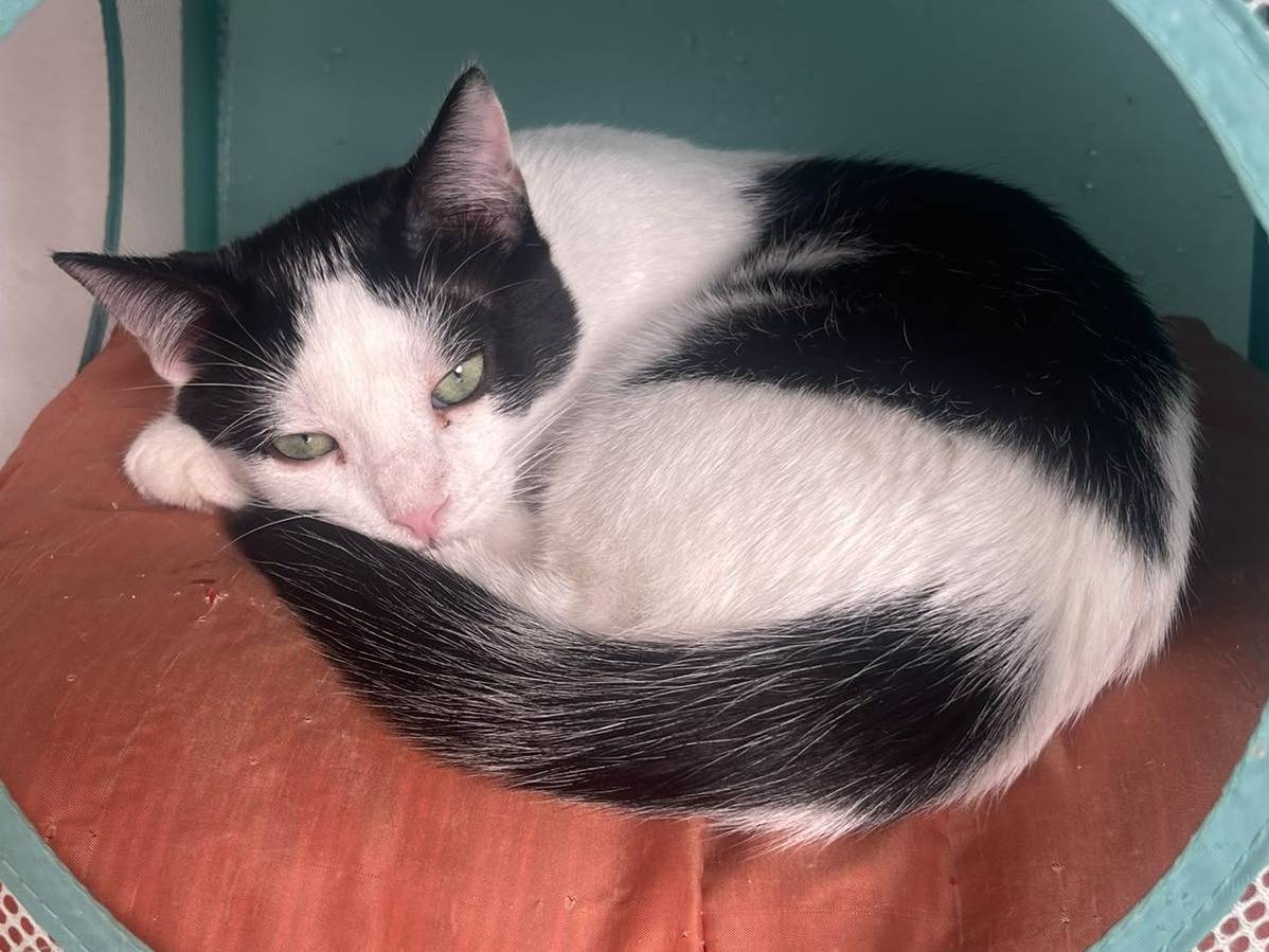 Adotta il gatto Azul a Brescia