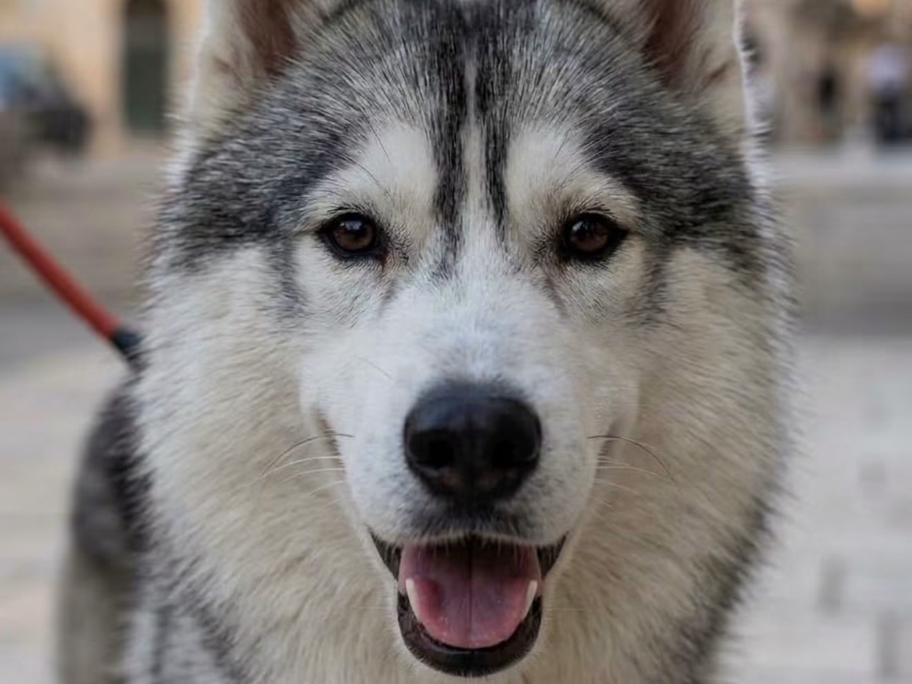 Adozione cane, maschio, Siberian Husky Razza sconosciuta, 1 anno e 1 mese, taglia media, Barletta