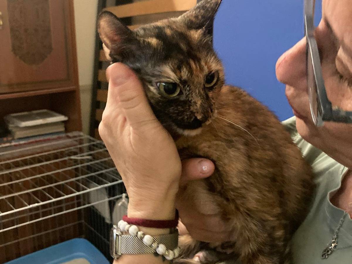 Adotta un gatto, femmina, 1 anno e 2 mesi, Napoli