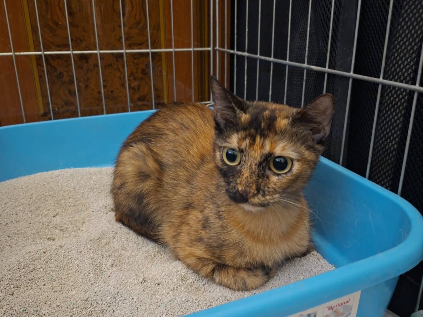 Adotta un gatto, taglia non valida, femmina, Napoli