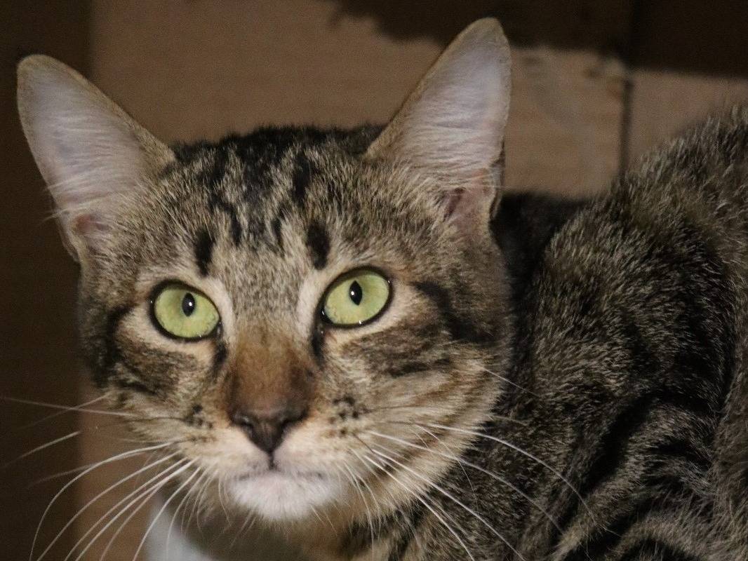 Adotta un gatto, femmina, 2 anni e 1 mese, Milano