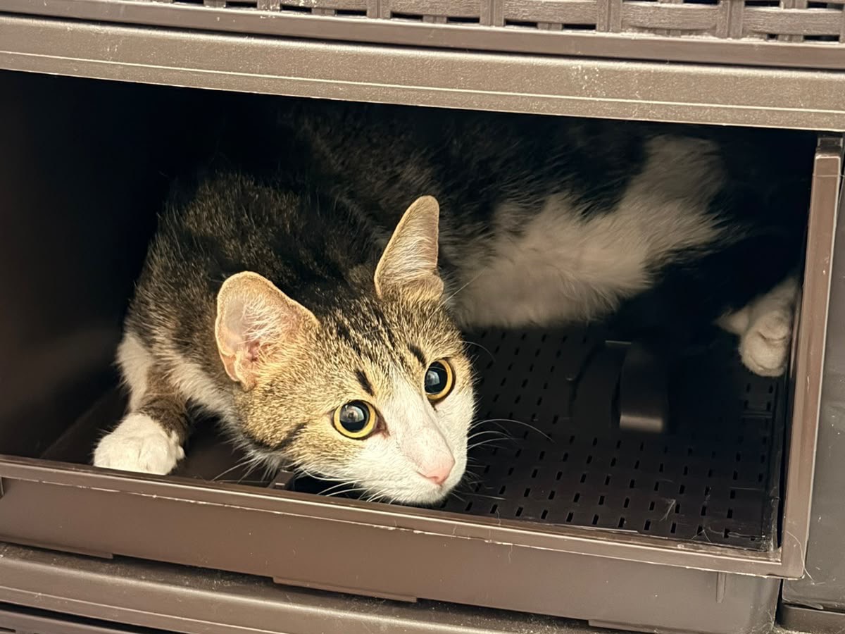 Adotta un gatto, femmina, 5 anni, Palermo