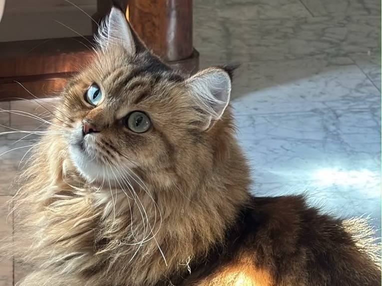 Adozione gatto, femmina, Razza sconosciuta Razza sconosciuta, 7 anni e 1 mese, taglia non valida, Roma