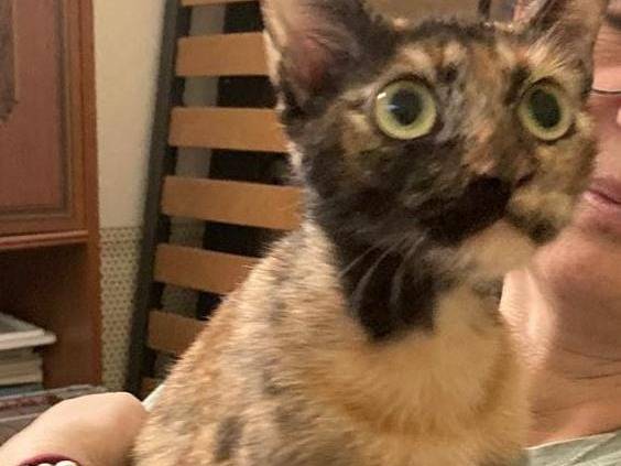 Adozione gatto, femmina, Razza sconosciuta Razza sconosciuta, 1 anno e 2 mesi, taglia non valida, Napoli
