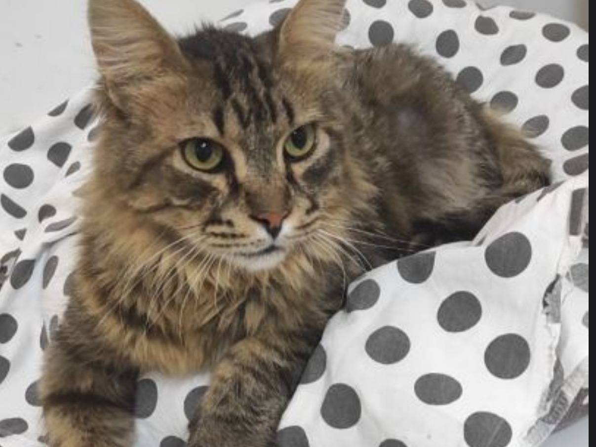 Adozione gatto, maschio, Razza sconosciuta Razza sconosciuta, 9 anni e 3 mesi, taglia non valida, Trieste