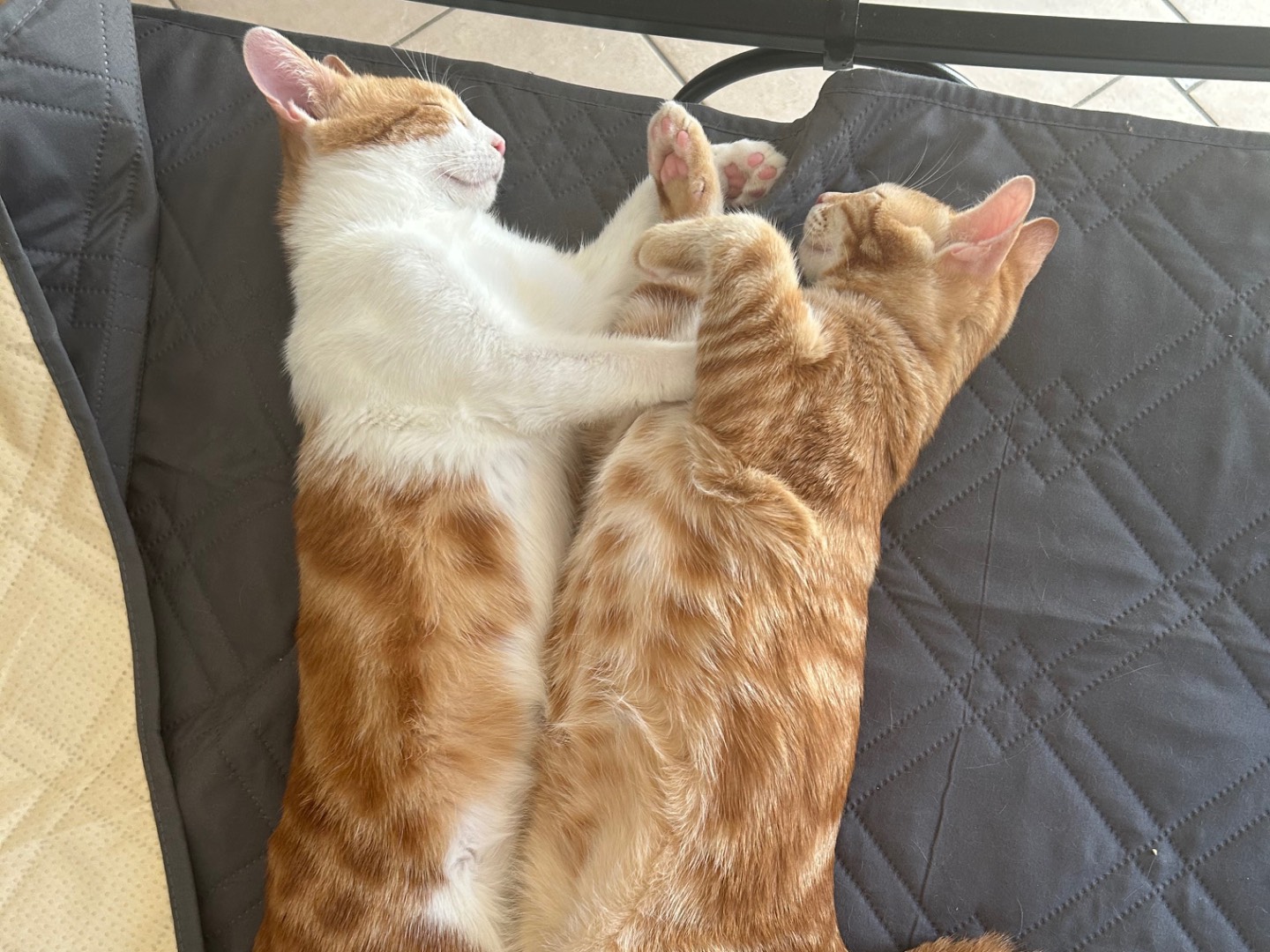 Adozione gatto, maschio, Razza sconosciuta Razza sconosciuta, 6 mesi, taglia non valida, Chieti