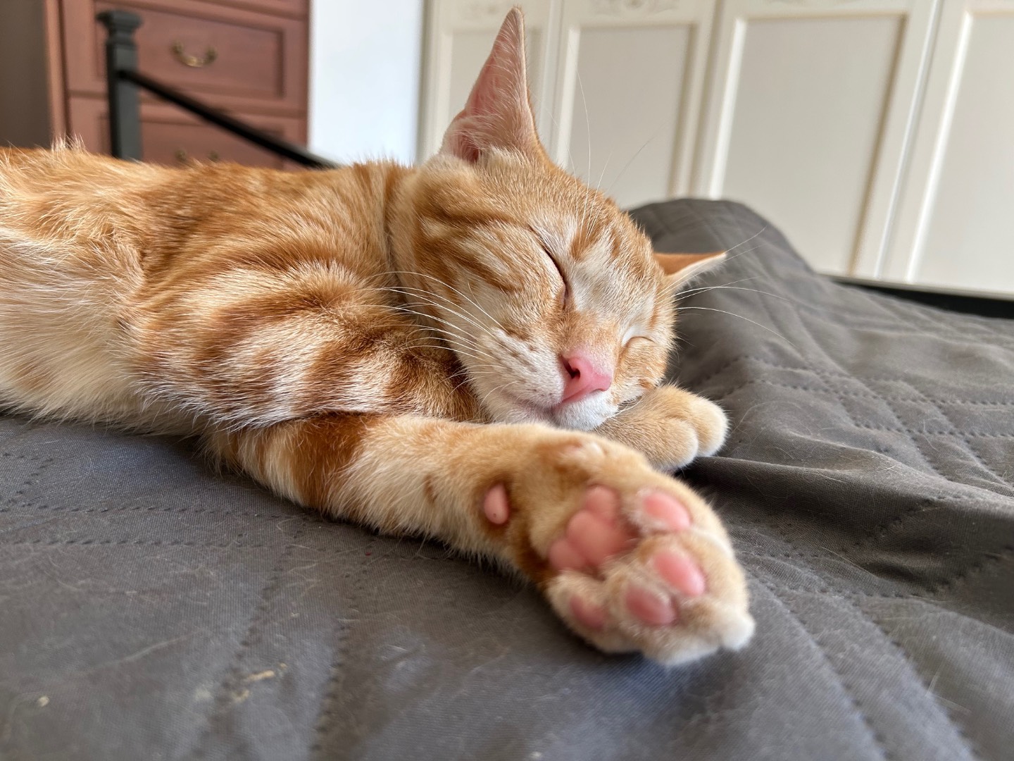 Adotta un gatto, maschio, 6 mesi, Chieti