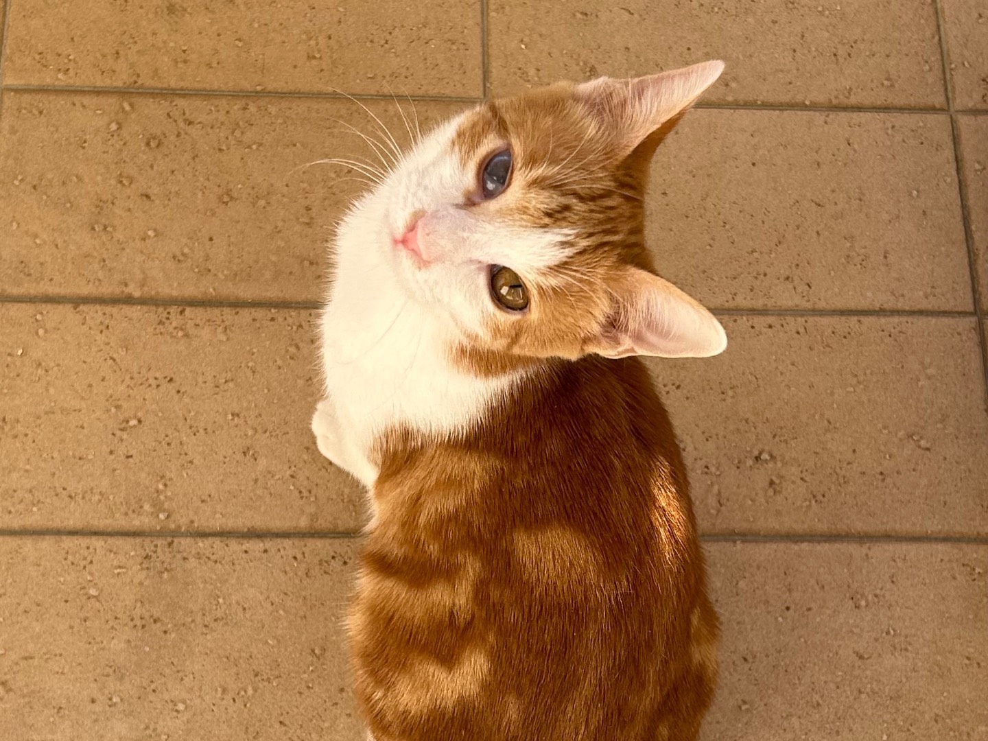 Adotta un gatto, taglia non valida, maschio, Chieti