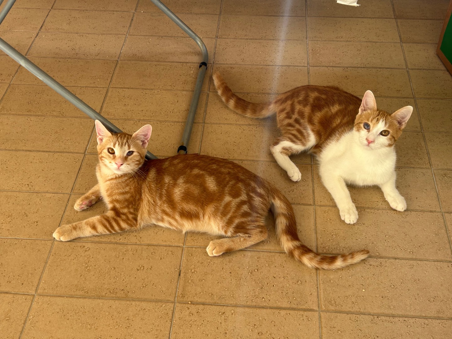 Vuoi adottare un gatto a Chieti?