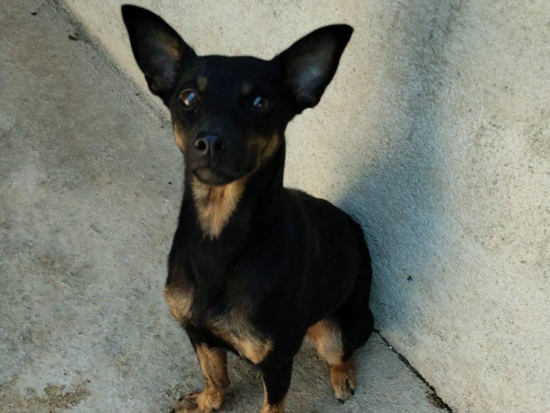 Adozione cane, femmina, Pinscher Razza sconosciuta, 2 anni, taglia piccola, Vibo
