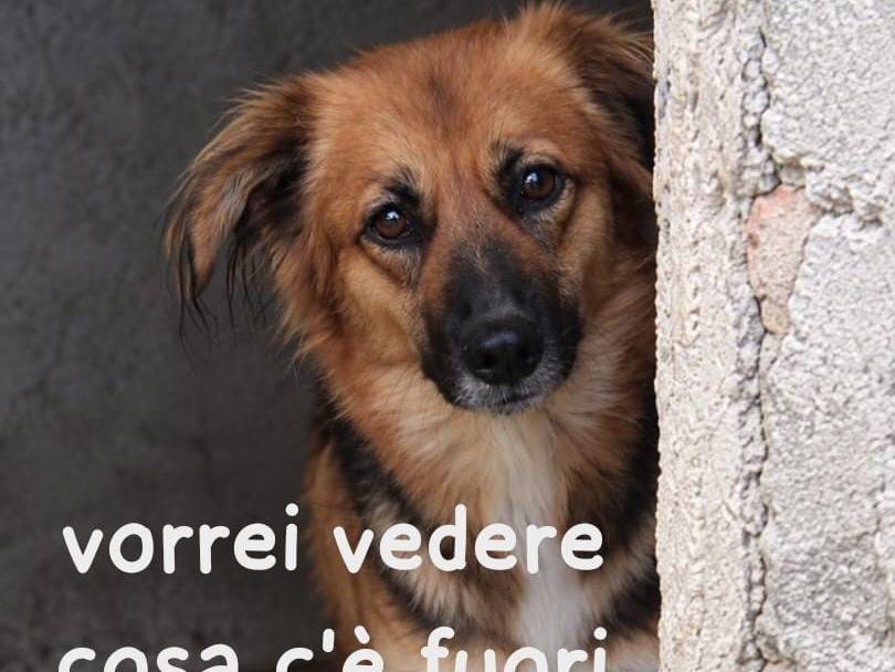 Adozione cane, femmina, Razza sconosciuta Razza sconosciuta, 4 anni e 1 mese, taglia media contenuta, Asti