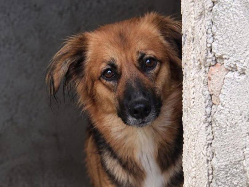 Adotta un cane, femmina, 4 anni e 1 mese, Asti