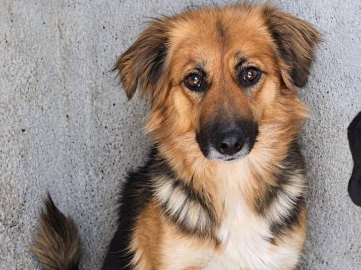 Adotta un cane, taglia media contenuta, femmina, Asti